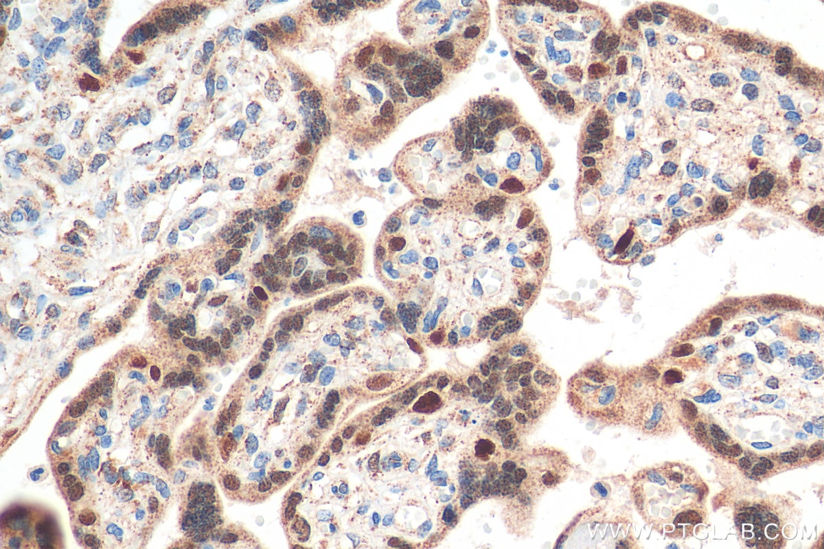 IHC staining of human placenta using 11554-1-AP