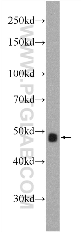 Western Blot (WB) analysis of NIH/3T3 cells using Cyclin E1 Polyclonal antibody (11554-1-AP)