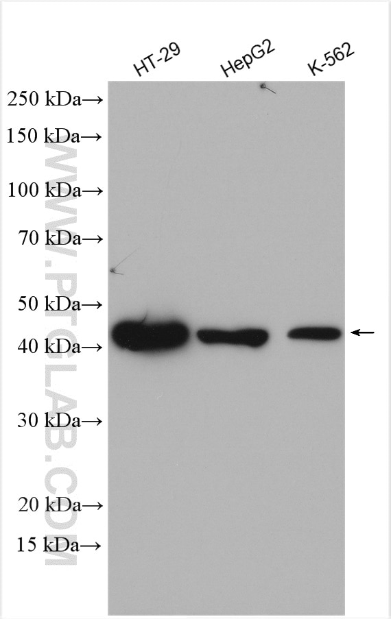 Western Blot (WB) analysis of various lysates using Cyclin E1 Polyclonal antibody (11554-1-AP)