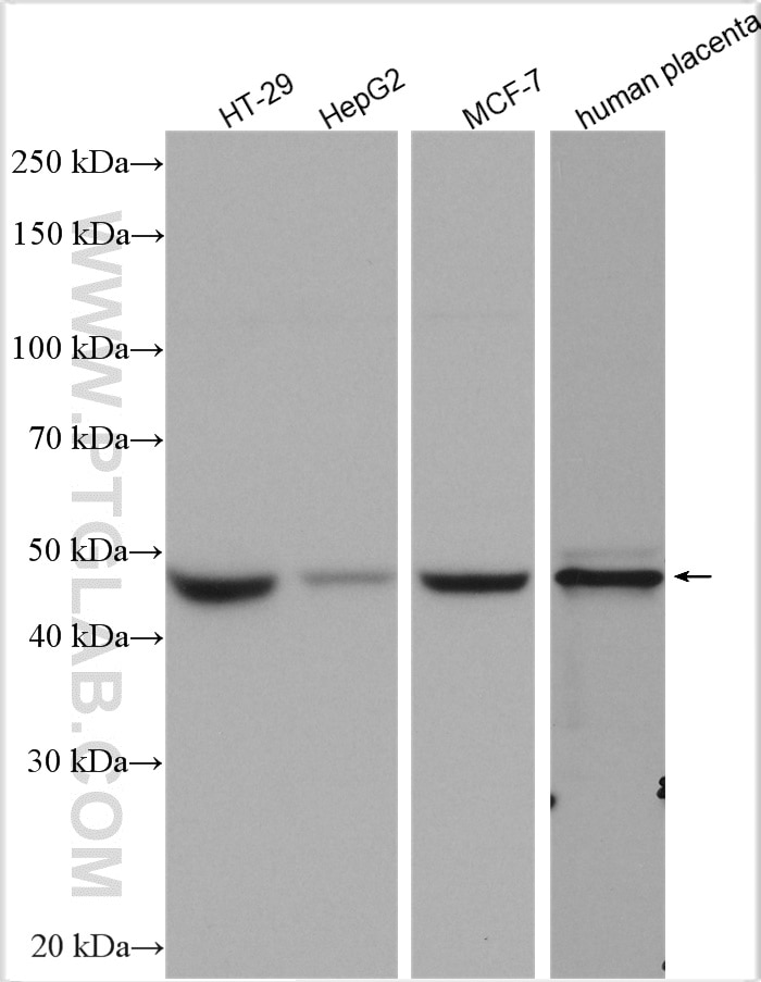 Western Blot (WB) analysis of various lysates using Cyclin E1 Polyclonal antibody (11554-1-AP)