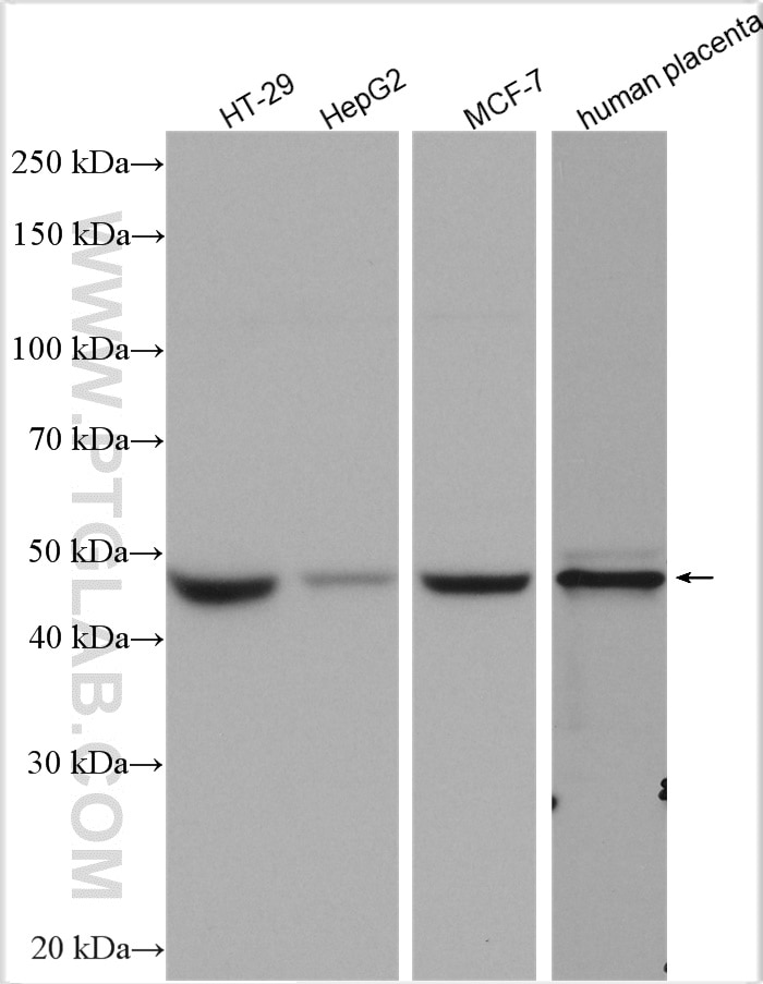 WB analysis using 11554-1-AP