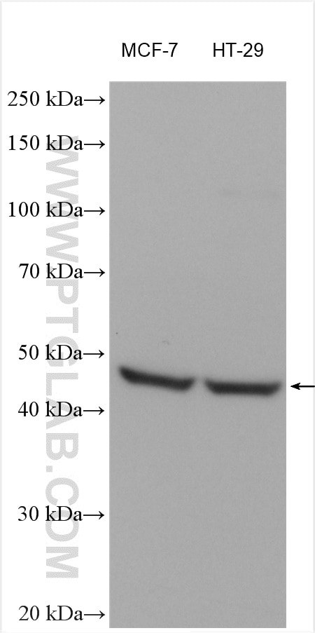 Western Blot (WB) analysis of various lysates using Cyclin E1 Polyclonal antibody (11554-1-AP)