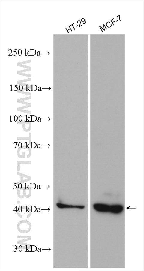 Western Blot (WB) analysis of various lysates using Cyclin E1 Polyclonal antibody (11554-1-AP)