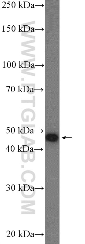 Western Blot (WB) analysis of mouse heart tissue using Cyclin E1 Polyclonal antibody (11554-1-AP)