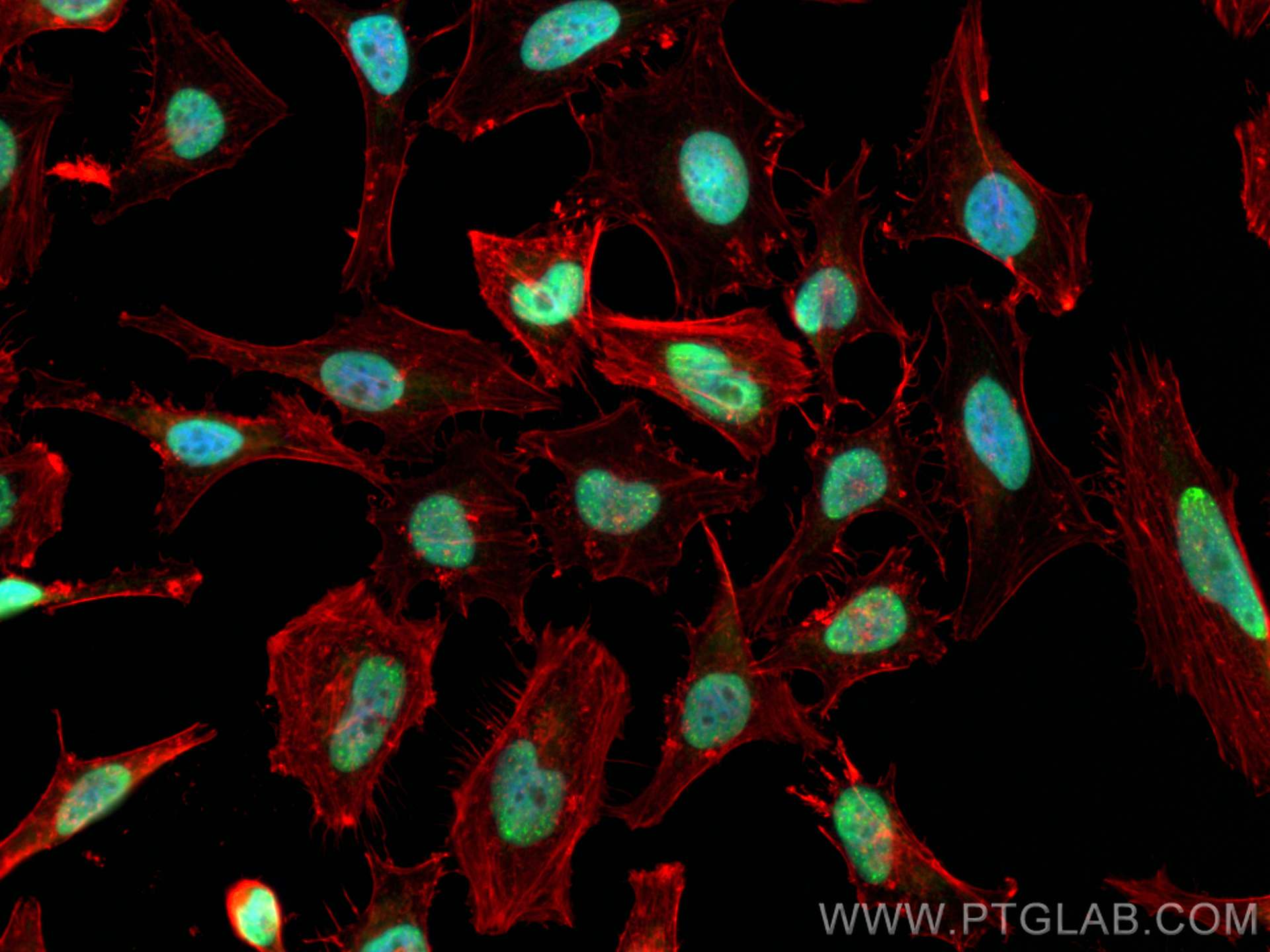 Immunofluorescence (IF) / fluorescent staining of HeLa cells using Cyclin E2 Polyclonal antibody (11935-1-AP)