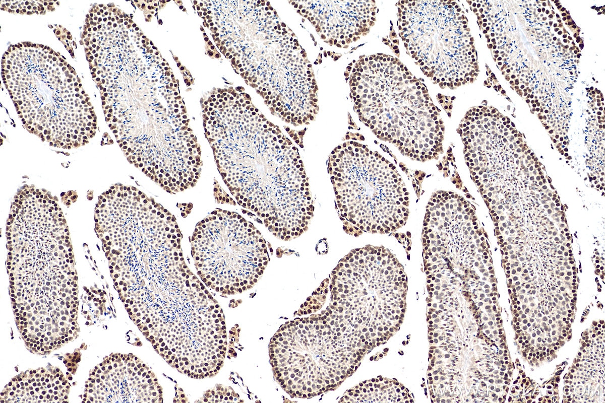 Immunohistochemistry (IHC) staining of mouse testis tissue using Cyclin E2 Polyclonal antibody (11935-1-AP)
