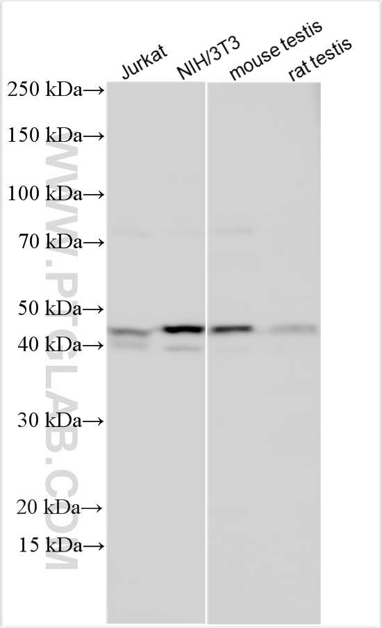 Western Blot (WB) analysis of various lysates using CCNE2 Polyclonal antibody (30768-1-AP)