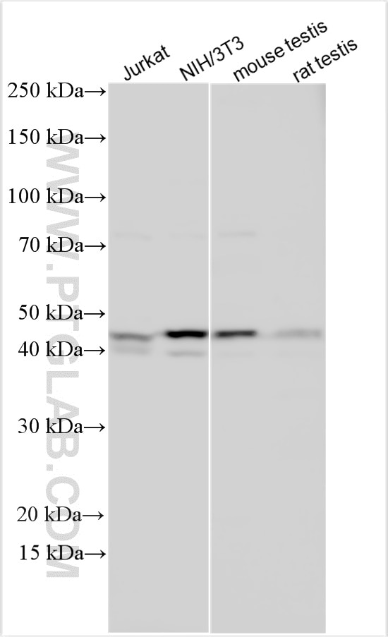 WB analysis using 30768-1-AP