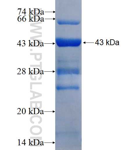 CCNE2 fusion protein Ag26029 SDS-PAGE