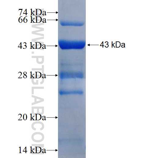 CCNE2 fusion protein Ag26029 SDS-PAGE