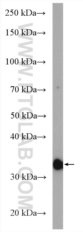 Western Blot (WB) analysis of HeLa cells using Cyclin G Polyclonal antibody (10897-1-AP)