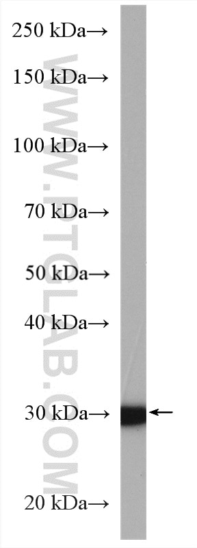 Western Blot (WB) analysis of MDA-MB-453s cells using Cyclin G Polyclonal antibody (10897-1-AP)