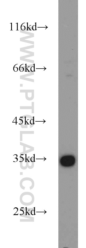 Western Blot (WB) analysis of mouse ovary tissue using Cyclin G Polyclonal antibody (10897-1-AP)