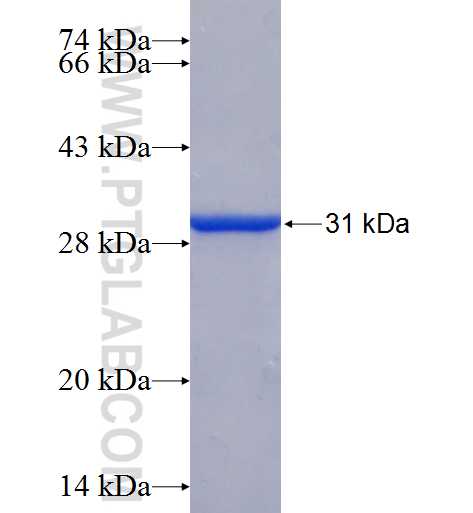 CCNG1 fusion protein Ag24563 SDS-PAGE