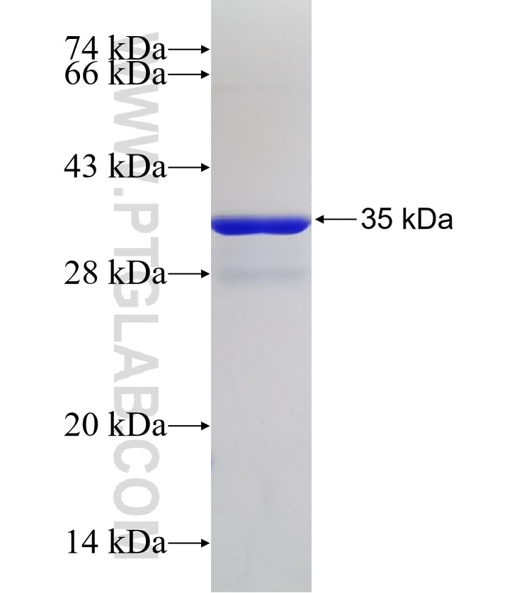 CCNG1 fusion protein Ag30937 SDS-PAGE