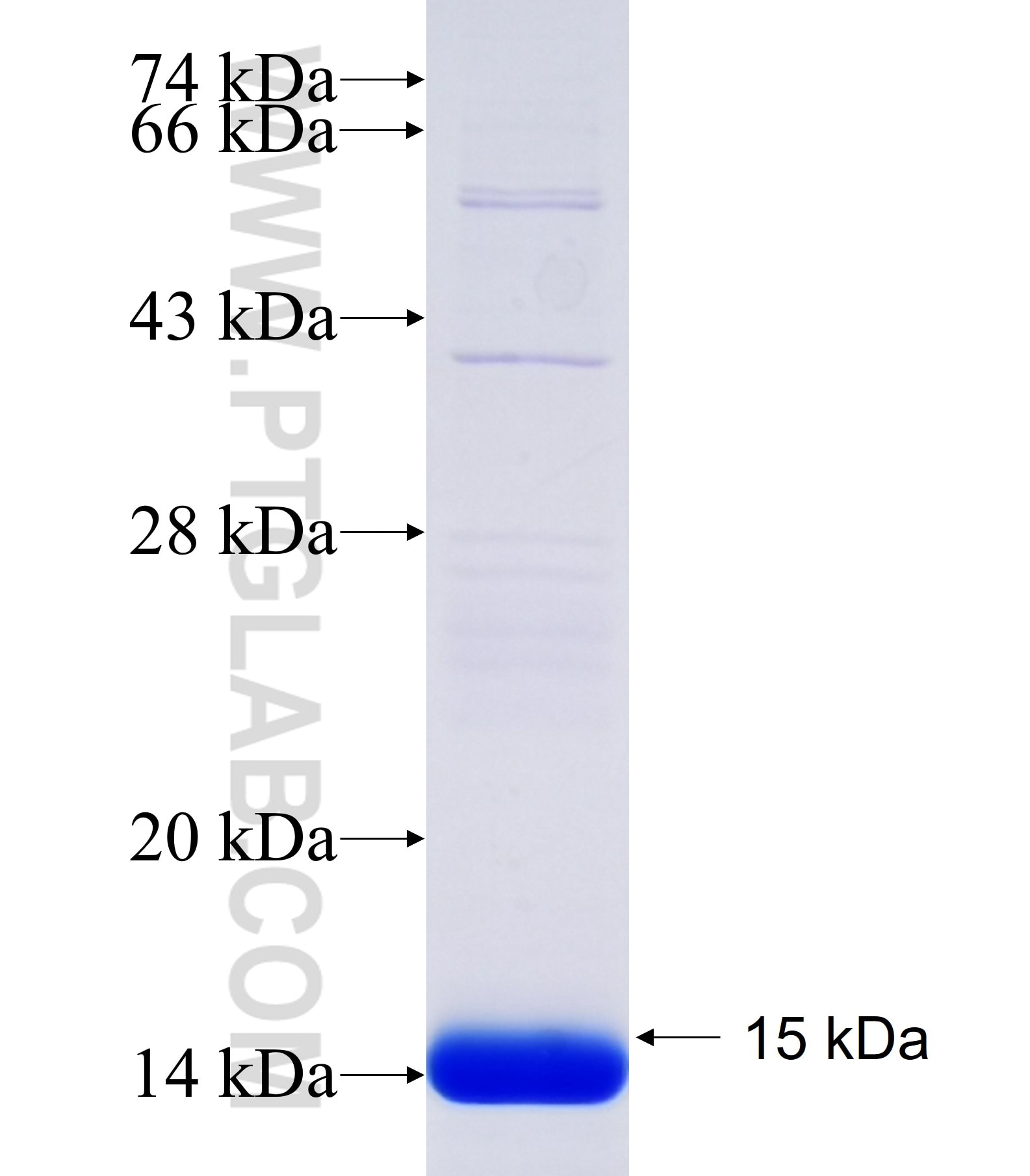 CCNG1 fusion protein Ag34473 SDS-PAGE CCNG1 fusion protein Ag34473 SDS-PAGE
