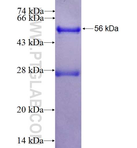CCNG1 fusion protein Ag1157 SDS-PAGE