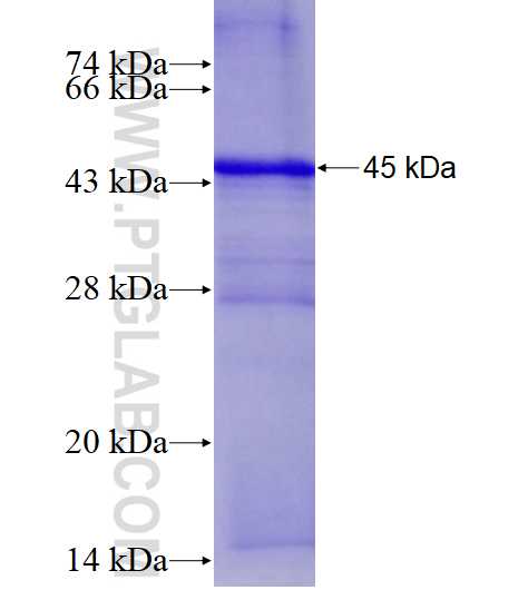 CCNG2 fusion protein Ag4450 SDS-PAGE