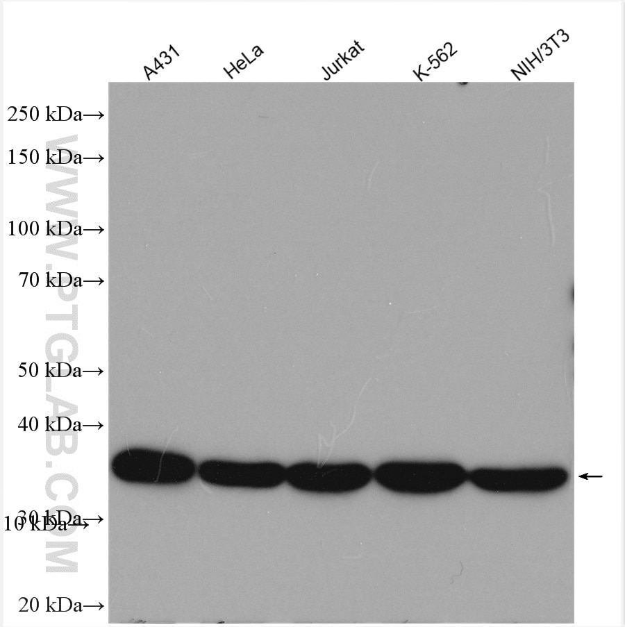 Western Blot (WB) analysis of various lysates using Cyclin H Polyclonal antibody (10718-1-AP)