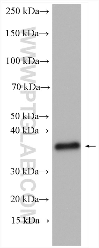 Western Blot (WB) analysis of HuH-7 cells using Cyclin H Polyclonal antibody (10718-1-AP)