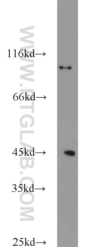 Western Blot (WB) analysis of mouse brain tissue using Cyclin H Polyclonal antibody (10718-1-AP)