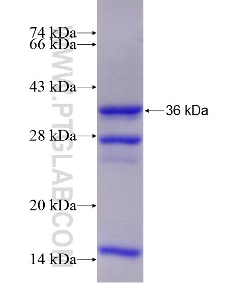 CCNH fusion protein Ag28556 SDS-PAGE