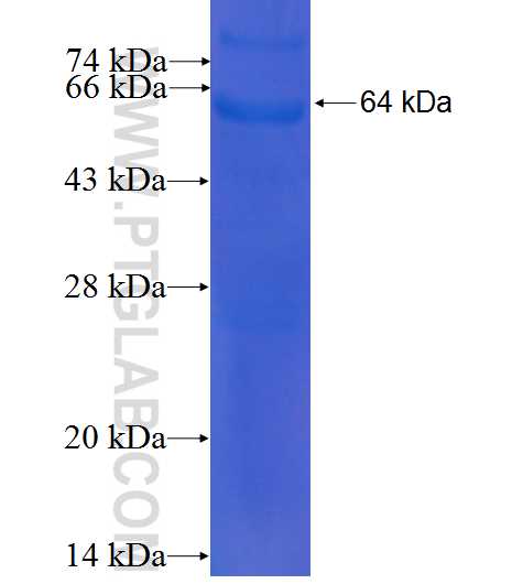 CCNH fusion protein Ag1088 SDS-PAGE