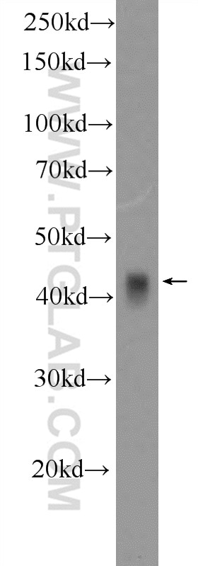 Western Blot (WB) analysis of rat skeletal muscle tissue using cyclin I Polyclonal antibody (16357-1-AP)