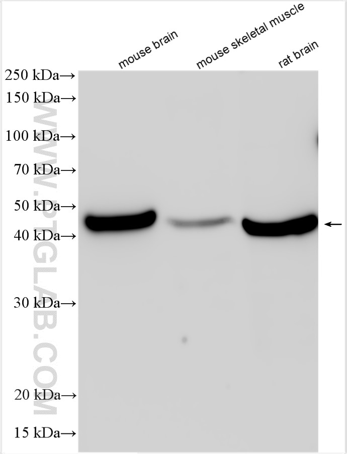 Western Blot (WB) analysis of various lysates using cyclin I Polyclonal antibody (16357-1-AP)