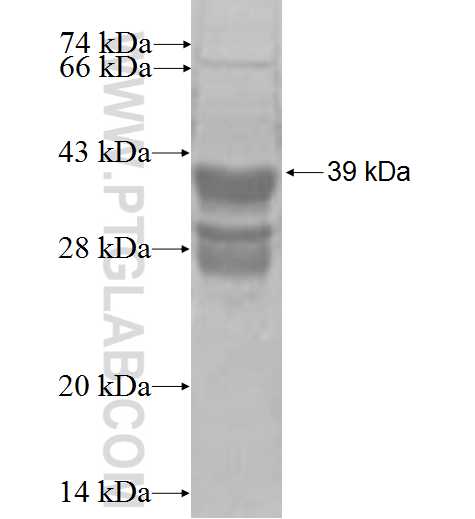 CCNI fusion protein Ag0493 SDS-PAGE