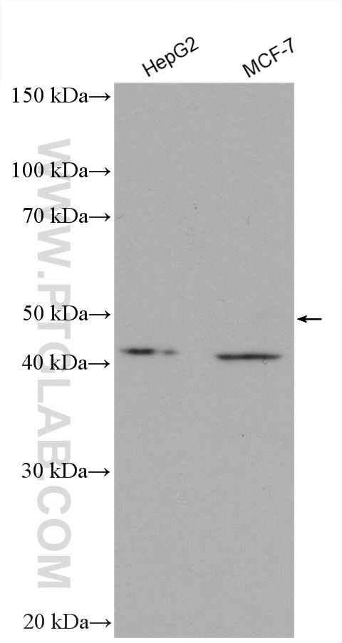 Western Blot (WB) analysis of various lysates using CCNI2 Polyclonal antibody (18822-1-AP)