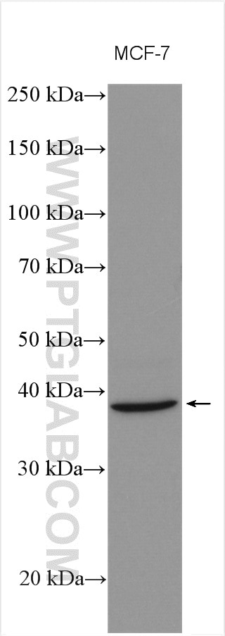 WB analysis using 18822-1-AP