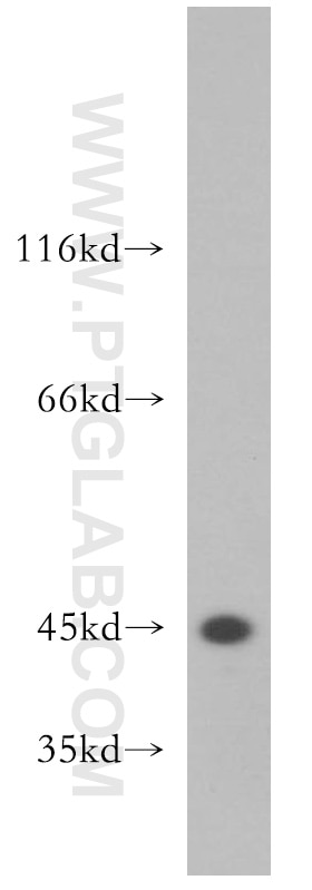 Western Blot (WB) analysis of human brain tissue using CCNI2 Polyclonal antibody (18822-1-AP)