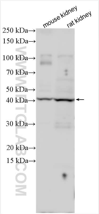Western Blot (WB) analysis of various lysates using CCNJ Polyclonal antibody (15694-1-AP)