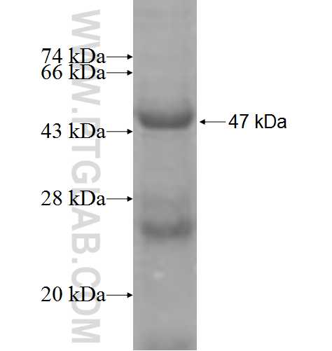 CCNJ fusion protein Ag8273 SDS-PAGE