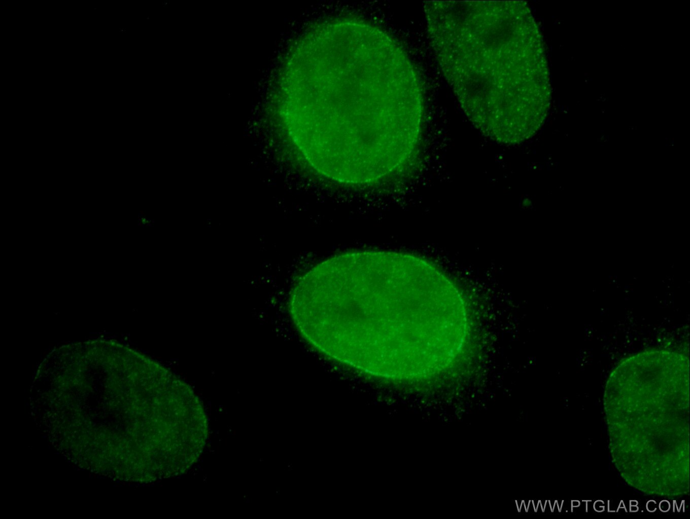 Immunofluorescence (IF) / fluorescent staining of HepG2 cells using CCNJL Polyclonal antibody (26743-1-AP)