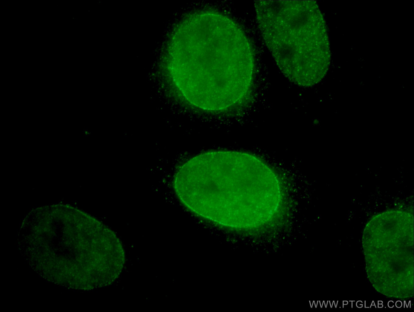 Immunofluorescence (IF) / fluorescent staining of HepG2 cells using CCNJL Polyclonal antibody (26743-1-AP)