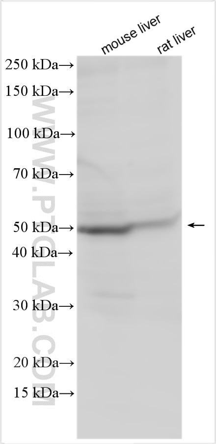 Western Blot (WB) analysis of various lysates using CCNJL Polyclonal antibody (26743-1-AP)