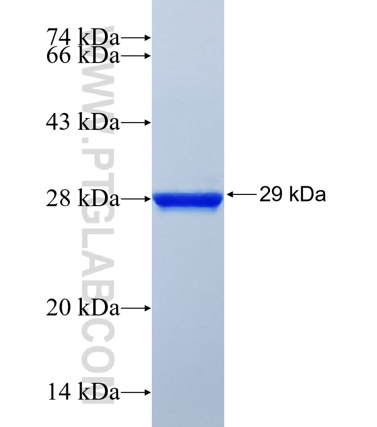 CCNJL fusion protein Ag25048 SDS-PAGE