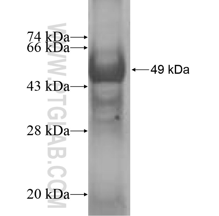 CCNJL fusion protein Ag8942 SDS-PAGE
