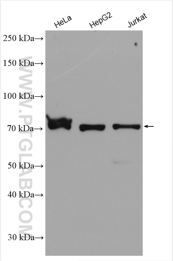 Western Blot (WB) analysis of various lysates using CCNK Polyclonal antibody (26933-1-AP)