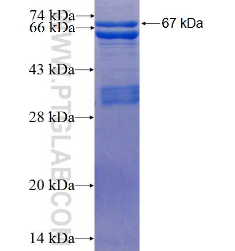CCNK fusion protein Ag25556 SDS-PAGE