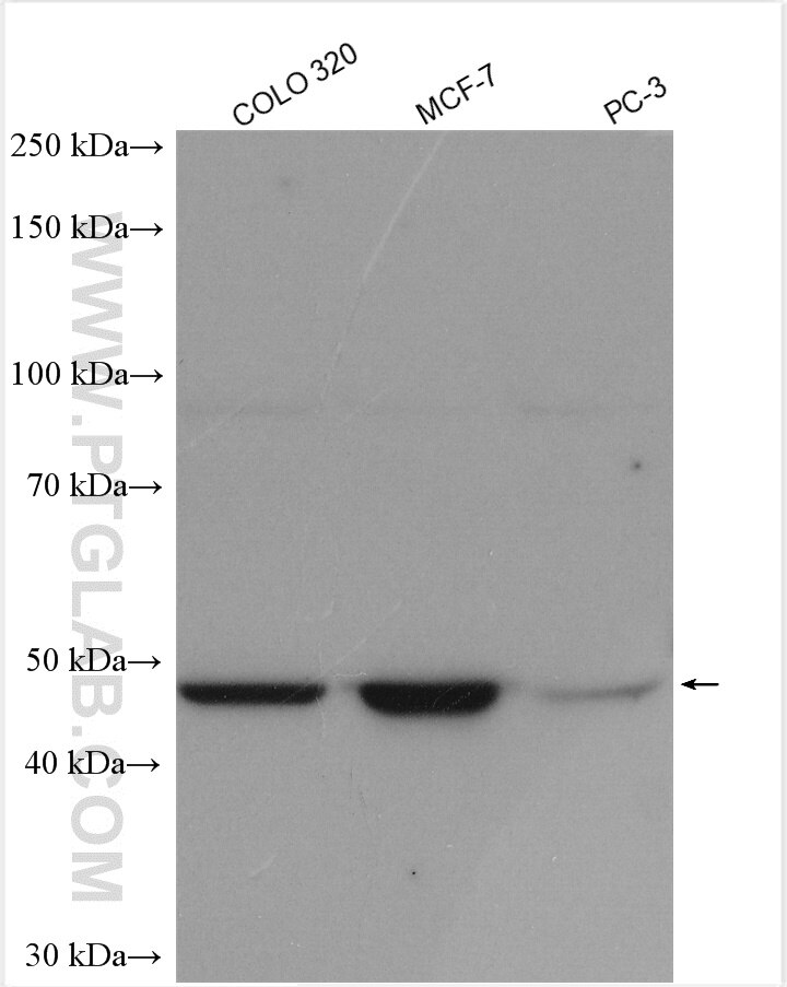 Western Blot (WB) analysis of various lysates using CCNL1 Polyclonal antibody (13138-1-AP)