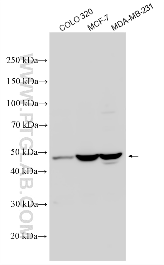 Western Blot (WB) analysis of various lysates using CCNL1 Polyclonal antibody (13138-1-AP)