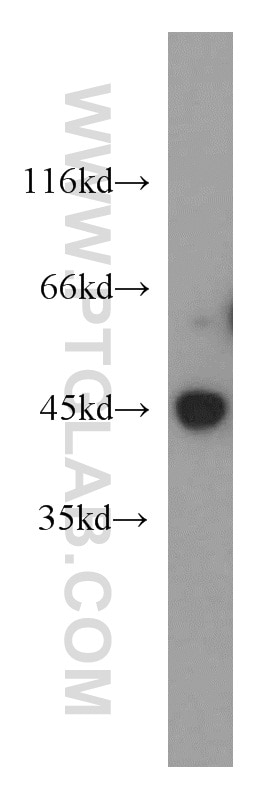 Western Blot (WB) analysis of PC-3 cells using CCNL1 Polyclonal antibody (13138-1-AP)