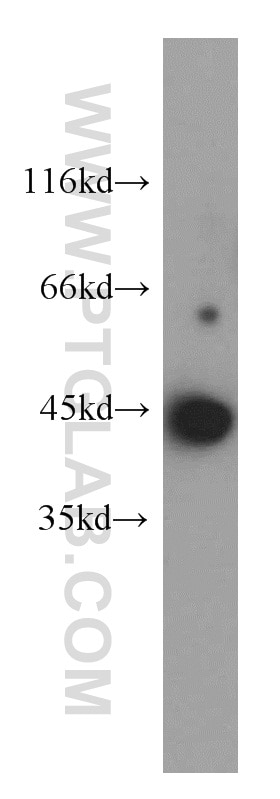 Western Blot (WB) analysis of MCF-7 cells using CCNL1 Polyclonal antibody (13138-1-AP)