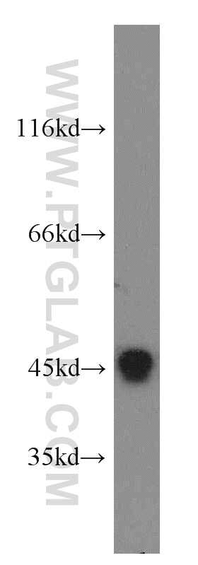 Western Blot (WB) analysis of COLO 320 cells using CCNL1 Polyclonal antibody (13138-1-AP)