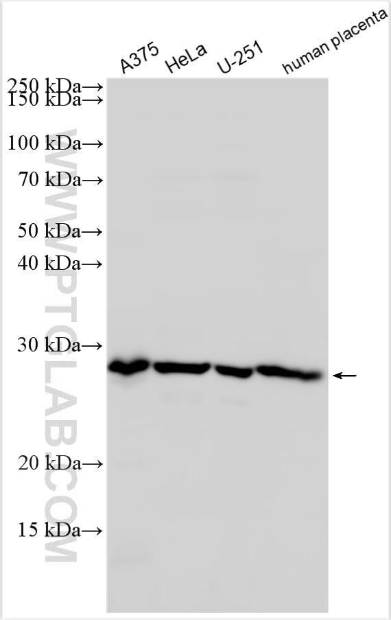 Western Blot (WB) analysis of various lysates using CCNL2 Polyclonal antibody (11212-1-AP)