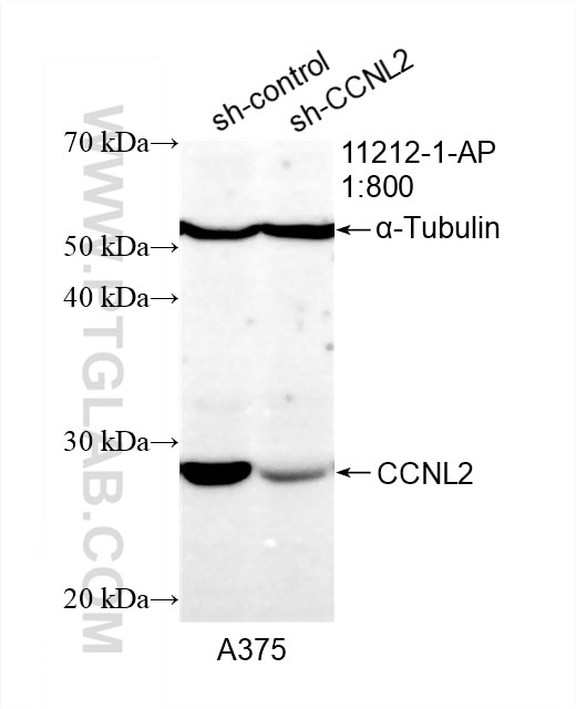 Western Blot (WB) analysis of A375 cells using CCNL2 Polyclonal antibody (11212-1-AP)