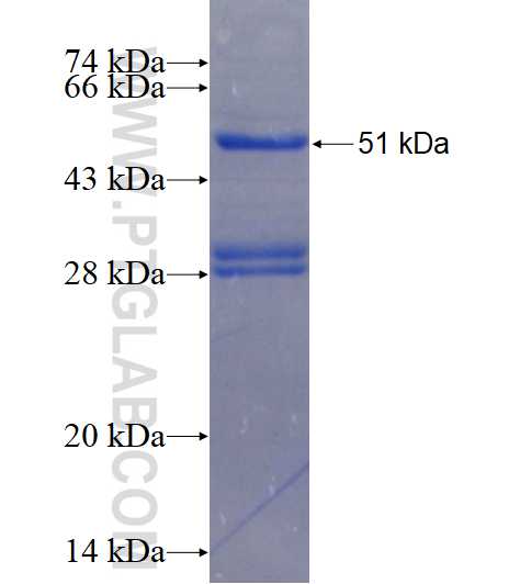 CCNL2 fusion protein Ag1710 SDS-PAGE
